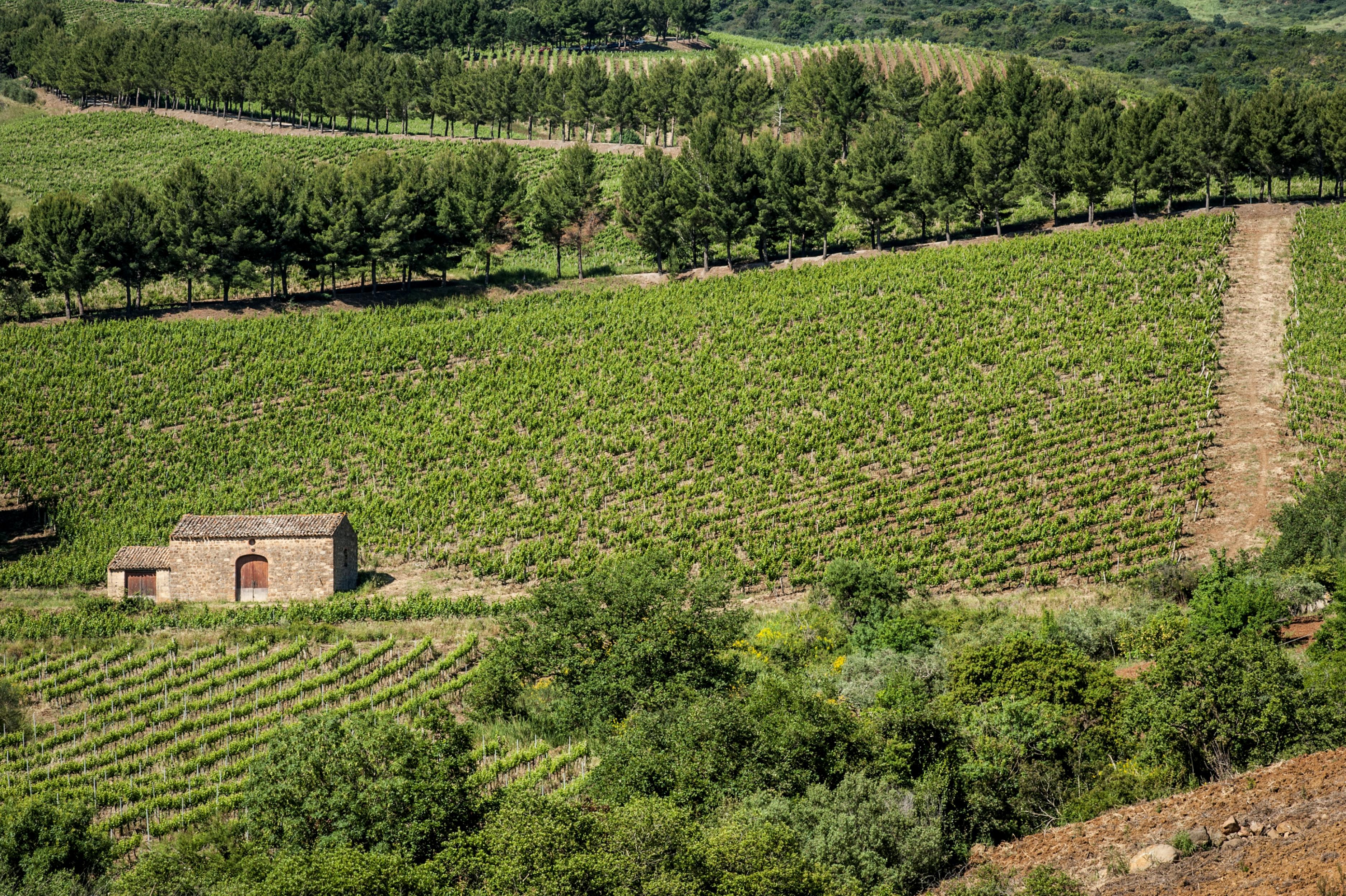 Relais Abbazia Santa Anastasia Resort & Winery Castelbuono  Buitenkant foto